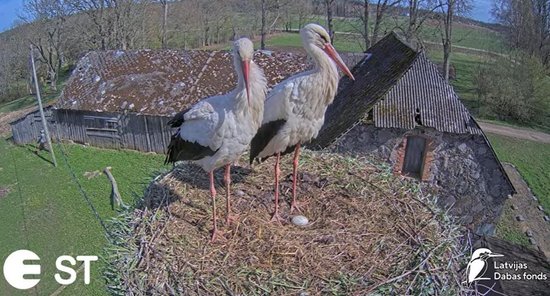 Video: Balto stārķu Mammas un Tuka ligzdā sagaidīta pirmā ola