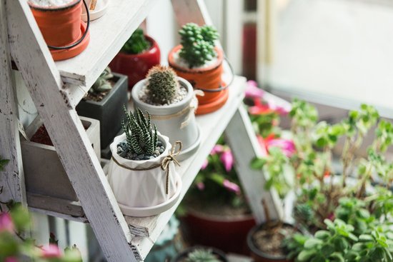 И противогаз не нужен: 6 растений, которые очистят воздух в вашей квартире