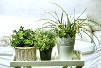 Зеленый сон: выбираем лучшие растения для спальни