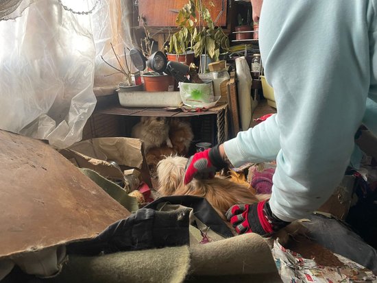 ФОТО: В нелегальном питомнике в Саулкрасты изъяли более 30 собак