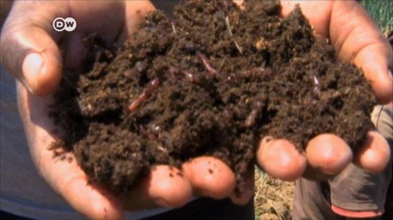 Почему почва коричневая?