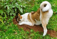 Собака роет ямы в саду. Что с этим можно сделать?