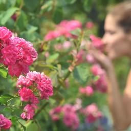 Ein Busch Rosen, im Hintergrund riecht eine Frau an einer Blüte.