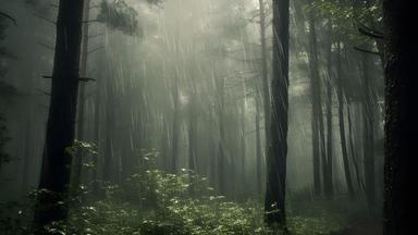 Dunkler Wald bei Regen