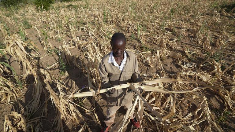 James Tshuma, ein Bauer im Bezirk Mangwe im Südwesten Simbabwes, steht inmitten seines ausgetrockneten Feldes inmitten einer Dürre in Simbabwe. (Archivbild vom 22.03.2024)