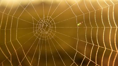 Spinenweben mit Morgentau