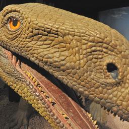 Das Skelett eines Plateosauriers (hinten) ist neben einem Modell zu sehen.