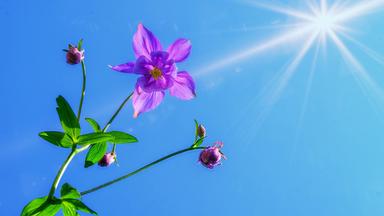 Blume unter strahlend blauem Himmel