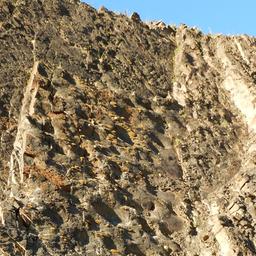 Nahaufnahme an einer Wand, die zahlreiche Vertiefungen von Hadrosaurier-Fußabdrücken zeigt.