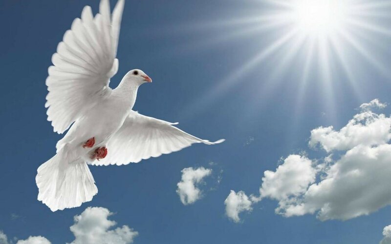 white-dove-and-sun