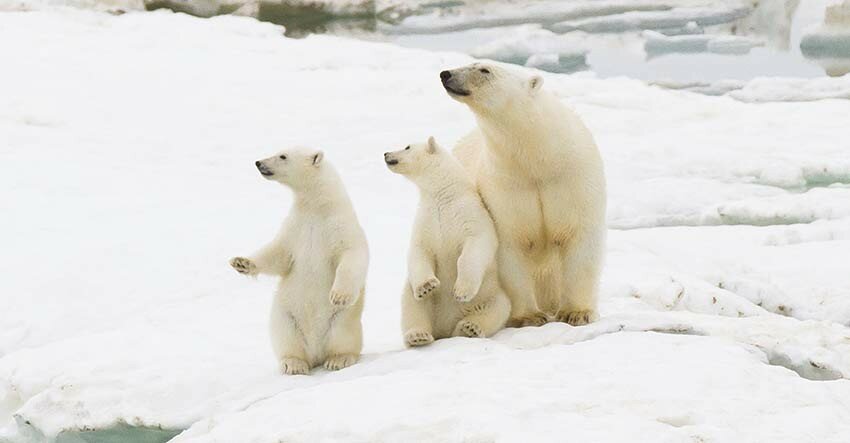 Wrangel_Island-Polar_Bear_and_cub_850.jpg