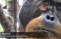Орангутан лекува рана: Документирано е първото животно, което умишлено ползва лекарства