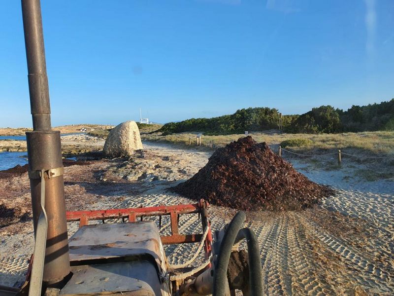 El Consell de Formentera ofereix la posidnia retirada de les platges