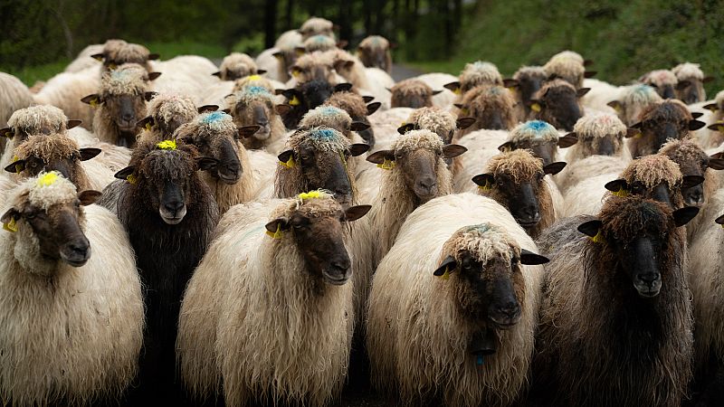 Las ovejas lachas, un atractivo de los entornos del monte Gorbeia