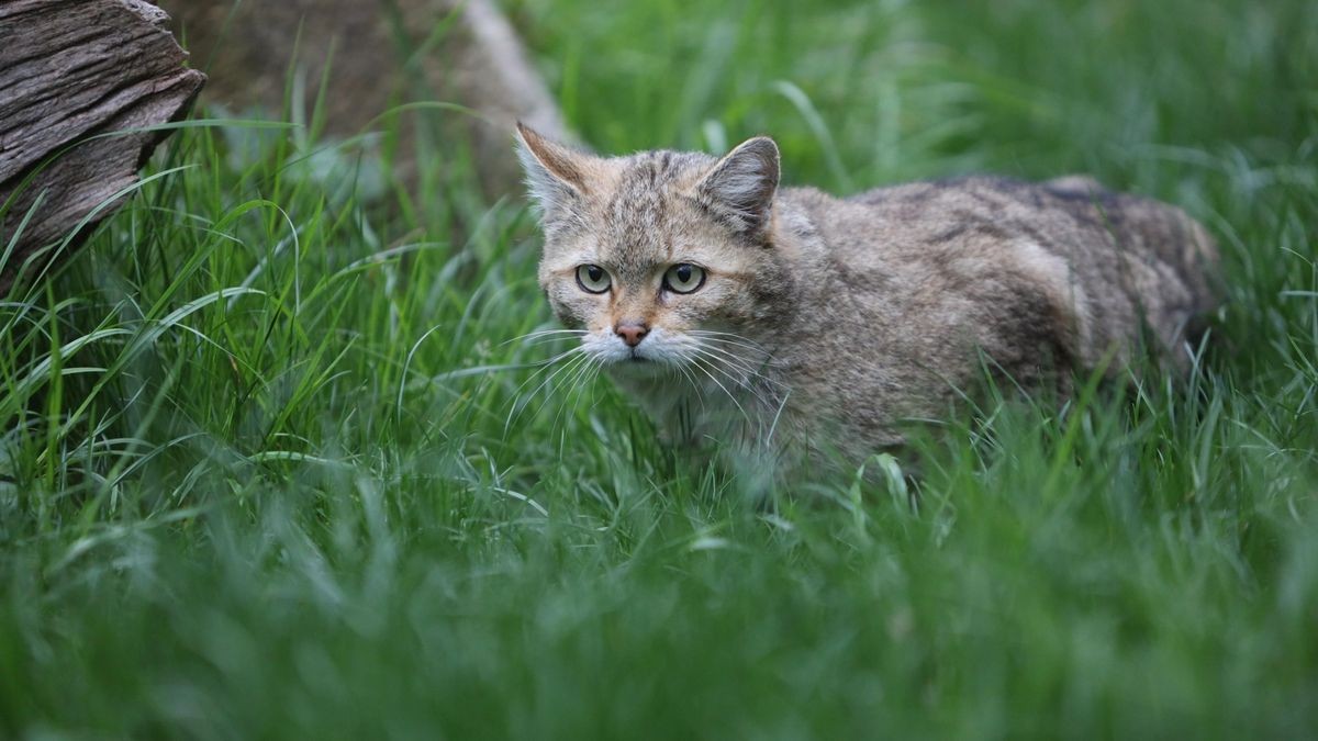 Eine Wildkatze sitzt im Gras eines Tiergeheges im Wildpark Christianental. (Symbolfoto).