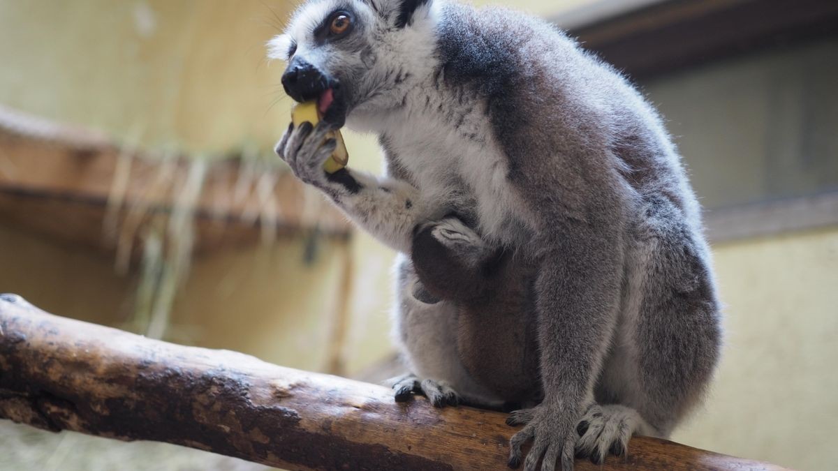 Babyboom im Tierpark Essehof: Auch die Kattas haben Nachwuchs. Das Lemuren-Baby hält sich am Bauch der Mutter fest. Angeführt werden die Gruppen stets von einem Weibchen.