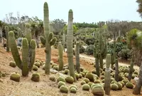 May 10: Cactus Day, World Health Day