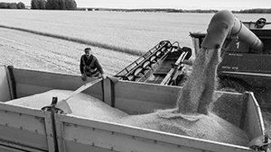 Россию ждет падение урожая зерновых в 2024 году