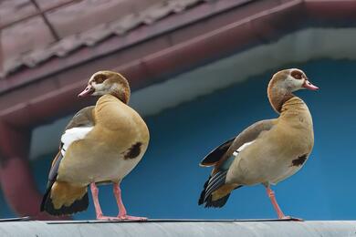 Фото: Telegram / wildlifebelarus