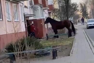 Гомельчанин пытается затащить коня в подъезд пятиэтажки. Гомель, 16 марта 2024 года. Скриншот видео телеграм-канала, приближенного к силовикам