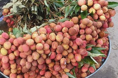 Плоды личи на рынке в индийском штате Уттар-Прадеш. Июнь 2023 года. Фото: Ravi Dwivedi, CC BY-SA 4.0, commons.wikimedia.org