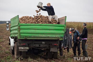 Картофель тоже. Латвия расширила список запрещенной сельхозпродукции из Беларуси — ее нельзя ввозить с 8 марта