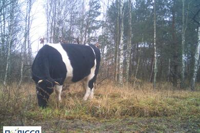 Одичавшие коровы в зоне отчуждения. Фото: Чернобыльский радио-экологический биосферный заповедник