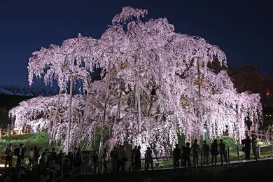 Цветущая 1000-летняя плакучая вишня хиган, которое называют "Михару Такидзакура" в городе Михару, префектура Фукусима, Япония, 12 апреля 2022 года. Фото: Reuters Дерево было объявлено национальным достоянием Японии в 1922 году. Около 300 000 человек посещ