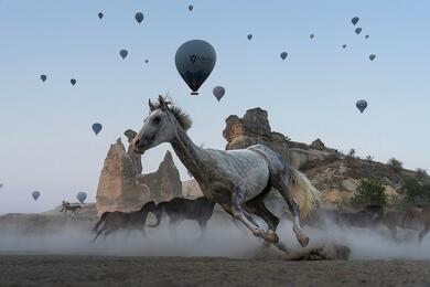 "Поворачивающая белая лошадь", шорт-лист в категории "Движение". "Во время поездки в турецкую Каппадокию, рано утром я отправился в долину Гёреме , чтобы сфотографировать воздушные шары взлетающие рядом с конюшней. Лошади бегали вокруг, что позволило мне