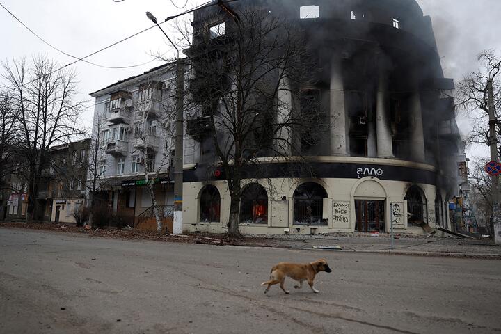 Собака проходит мимо здания сгоревшего в результате ракетного удара в Бахмуте, Украина, 26 декабря 2022 года. Фото: Reuters