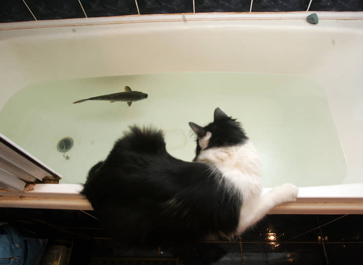 Кошка Муся ловит карпа, плавающего в ванной