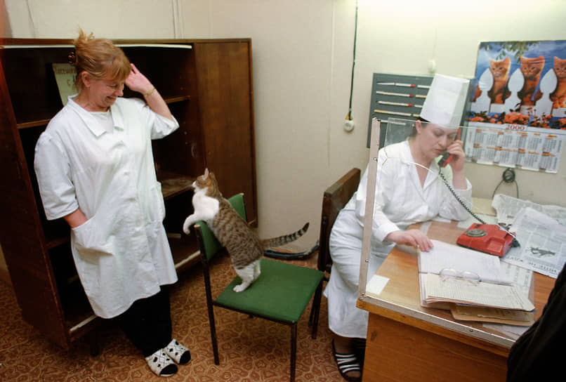 Медсестры в приемном покое больницы №5 играют с кошкой