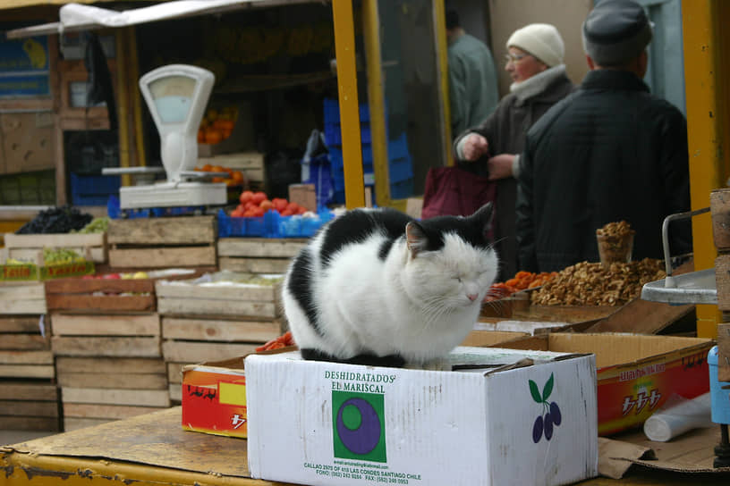 Кошка сидит на пустом ящике у продуктового рынка