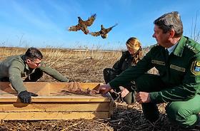 Выпуск краснокнижной серой куропатки в Ломоносовском районе Ленинградской области