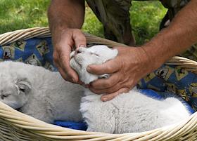 Жанровые фотографии. Белые львята родились в сафари-парке 'Тайган' в Крыму