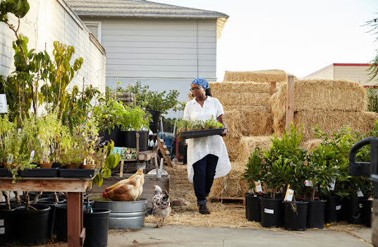 Woman carrying a flat of plants through a nursery.