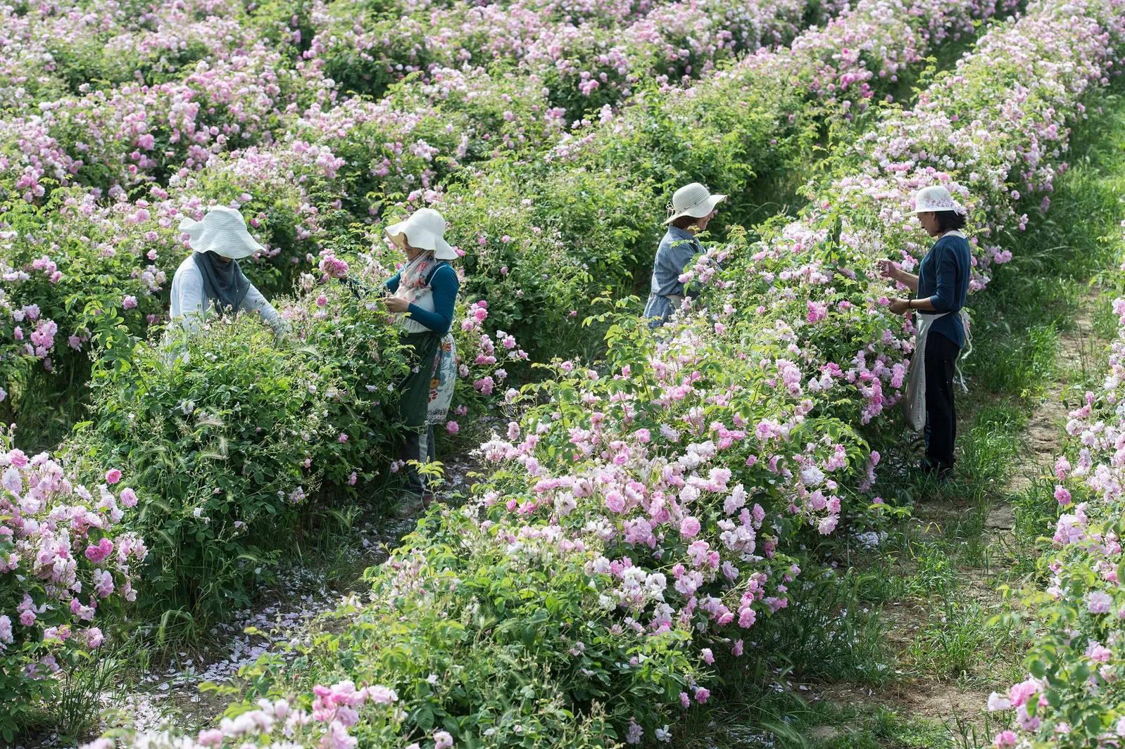 A Walk Through Chanel's Perfumery Gardens in Grasse, France