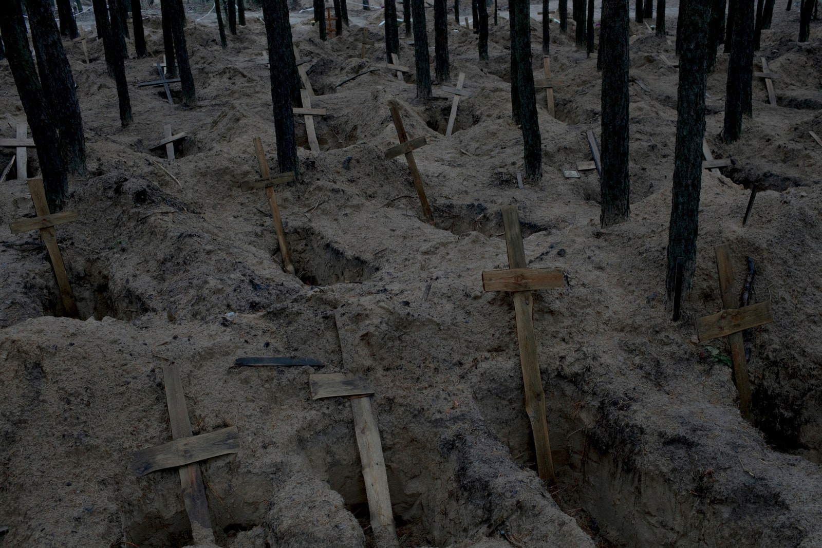 Rows of open graves with wooden crucifixes in a forest.