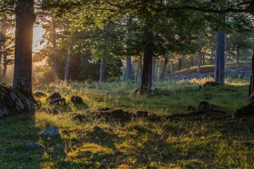 Morgonljus i sydsvensk lövskog