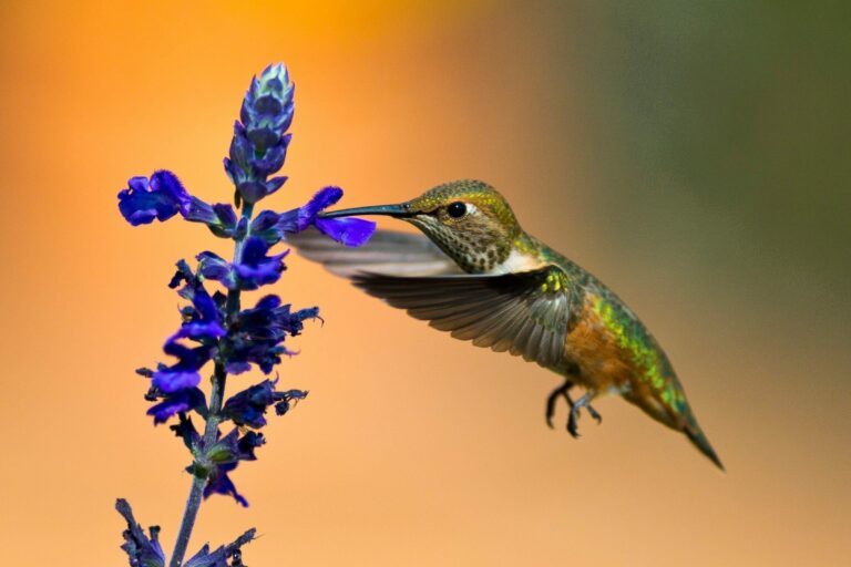 Kolibri (Selasphorus rufus) i Alberta, Kanada