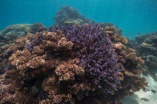 Koraller i havet utanför Fiji       Foto Tom Vierus, WWF USA.jpg