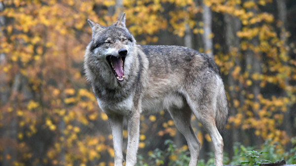 Die EU will den Schutzstatus des Wolf senken