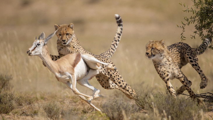 Selektionsprinzip: Geparden, die schneller jagen können, haben einen Überlebensvorteil gegenüber langsameren Artgenossen.