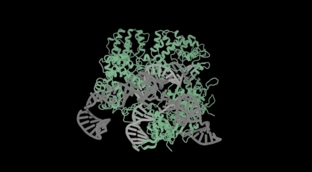 Cозданная нейросетью система CRISPR-Cas9 отредактировала геном человеческих клеток