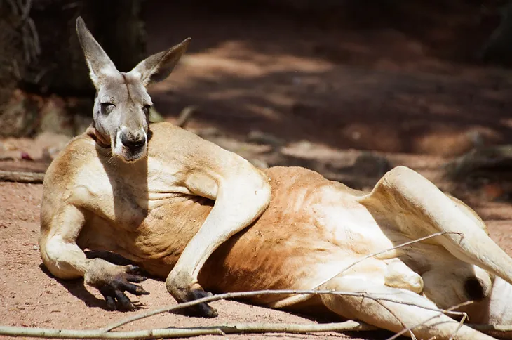 Did You Hear About The Giant Kangaroos?