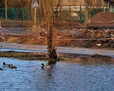 Утки облюбовали новую зону отдыха в Мариуполе