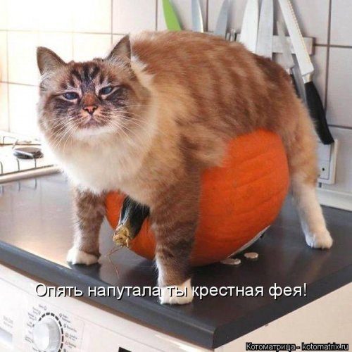 Ð£Ð¼Ð¾Ñ€Ð¸Ñ‚ÐÐÑŒÐ½Ñ‹Ð ÐºÐ¾Ñ‚Ð¾Ð¼ÐÑ‚Ñ€Ð¸Ñ†Ñ‹ Ð´ÐÑ Ð¿Ñ€ÐÐºÑ€ÐÑÐ½Ð¾Ð³Ð¾ Ð½ÐÑÑ‚Ñ€Ð¾ÐÐ½Ð¸Ñ