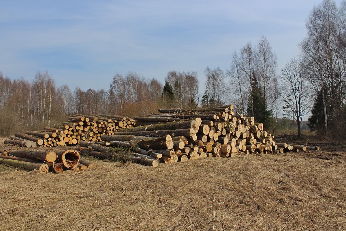 Штабеля срубленных деревьев. Фото: Елизавета Кирпанова / «Новая газета»