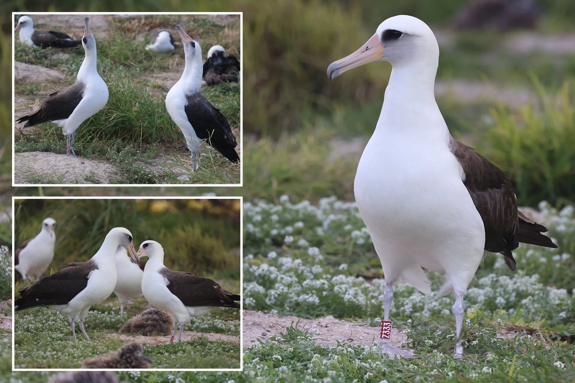 World’s oldest known wild bird, Wisdom, 72, is spotted courting new mates: ‘Quite spry for a septuagenarian’