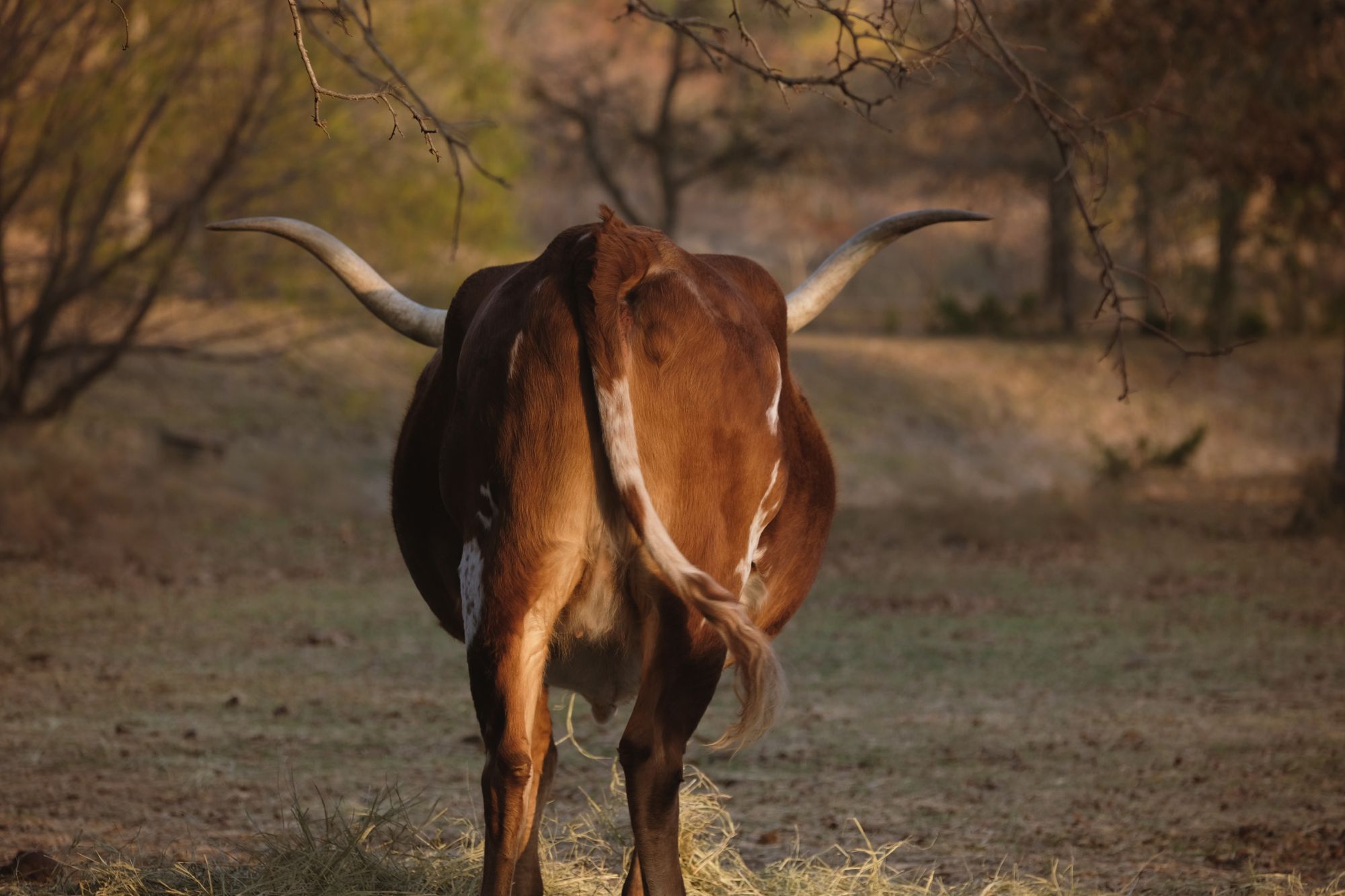 New research suggests that breeding dairy cows to fart less — and, therefore, release less methane — could cut down on greenhouse gases.